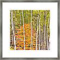 Woodland Fall Framed Print