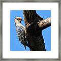 Woodpecker Feeding Framed Print