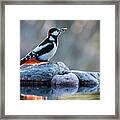 Woodpecker In Backlight Framed Print