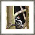 Downy Woodpecker Framed Print