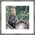 Woodpile Squirrel Framed Print