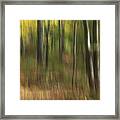 Woods Framed Print