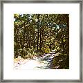 Woodsy Trail Framed Print