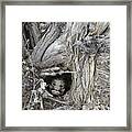 Woody 172 In The Wild Framed Print