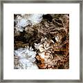 Woolshed Wool Framed Print