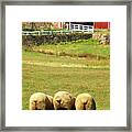 Wooly Bully Framed Print