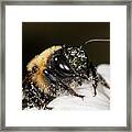 Worker Bee And Pollen Detail Framed Print