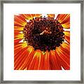 Worm And His Sunflower Framed Print