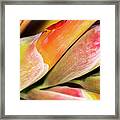 Wrapped Red Canna Flowers Framed Print