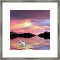 Sunset Swans Framed Print