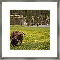 Wyoming Wild Framed Print