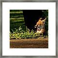 Yawn Framed Print