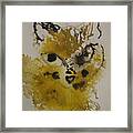 Yellow And Brown Cat Framed Print