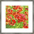 Yellow And Orange Blanket Flowers Bright Green Foliage Background 2952017 Framed Print