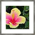 Yellow And Pink Hibiscus 1 Framed Print