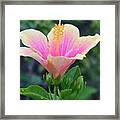 Yellow And Pink Hibiscus Reach Framed Print