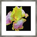 Yellow And Pink Iris Framed Print