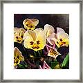 Yellow And Pink Pansies Framed Print
