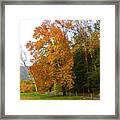 Yellow And Red Tree Framed Print