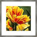 Yellow And Red Triumph Tulips Framed Print