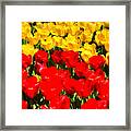 Yellow And Red Tulips Framed Print