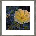 Yellow Beach Evening Primrose Framed Print
