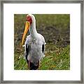 Yellow-billed Stork Framed Print