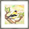 American Goldfinch Framed Print