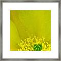 Yellow Bloom 1 - Prickly Pear Cactus Framed Print