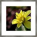 Yellow Bloom Framed Print