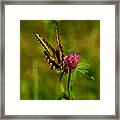 Yellow Butterfly Framed Print