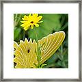 Yellow Butterfly Framed Print