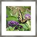 Yellow Butterfly On Purple Framed Print