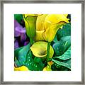 Yellow Calla Lilies Framed Print