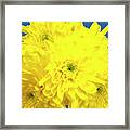 Yellow Chrysanthemums On A Blue Background. Framed Print