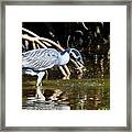 Yellow Crowned Night Heron Catches A Crab Framed Print