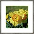 Yellow Daffodil Framed Print