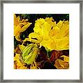 Yellow Daffodils 6 Framed Print