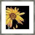 Yellow Dahlia Withered Flower With Petals Framed Print