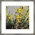 Yellow Day Lillies Framed Print