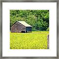 Yellow Field Rustic Shed Framed Print