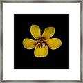 Yellow Flower 1 Framed Print