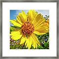 Yellow Flower Framed Print