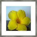 Yellow Flower From Salinas Framed Print