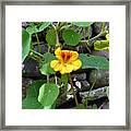 Yellow Flower Framed Print