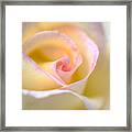 Yellow Flowering Rose Framed Print