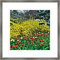 Yellow Forsythia Framed Print