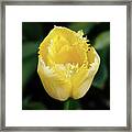 Yellow Fringe Tulip Framed Print