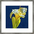 Yellow Glue Blue #f9 Framed Print