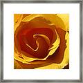 Yellow Gold Swirl - Rose Macro Framed Print